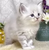 サイベリアン【東京都・女の子・2025年8月25日・ブルーポイント(ネヴァマスカレード)】の写真15「生後36日に撮影しました。」