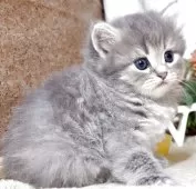 サイベリアン【東京都・男の子・2025年7月26日・ブルータビー】の写真12「生後35日に撮影しました。」