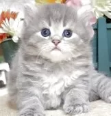 サイベリアン【東京都・男の子・2025年7月26日・ブルータビー】の写真8「生後35日に撮影しました。」