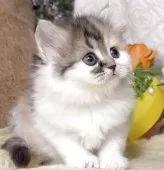 サイベリアン【東京都・女の子・2025年8月9日・キャリコ(三毛猫)】の写真13「生後45日に撮影しました。」