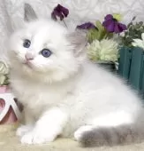 ラグドール【東京都・男の子・2025年9月1日・ブルーポイントバイカラー】の写真8「生後41日に撮影しました。」