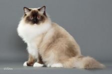 ラグドール【・女の子・2017年5月11日・シールポイントミテッド】