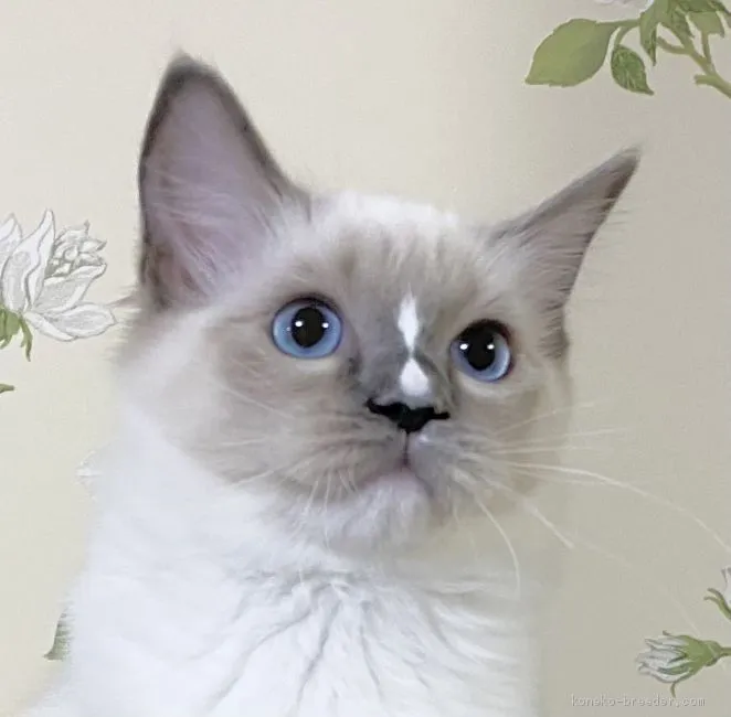 ID：2010-00320の子猫