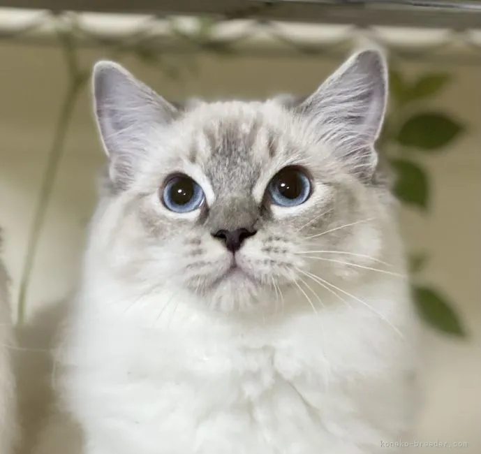 ID：2109-02043の子猫