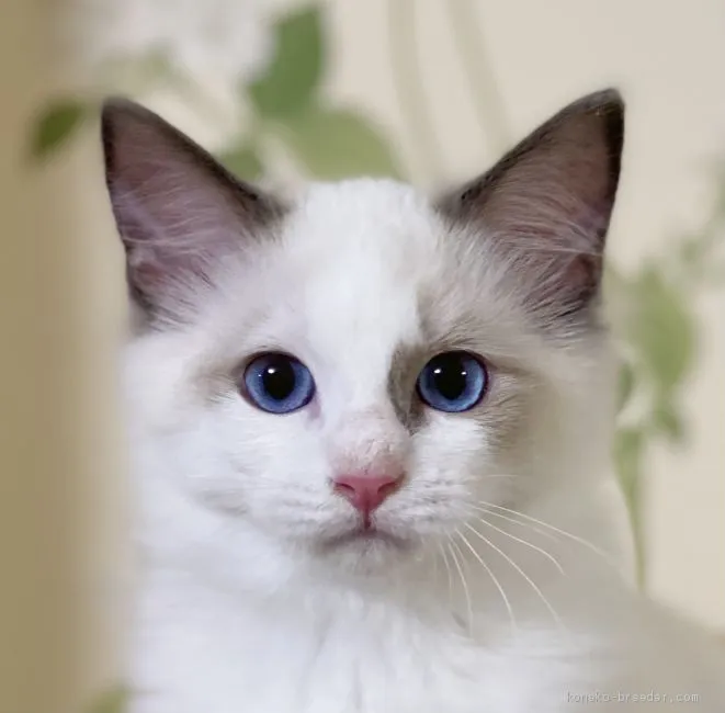 ラグドール【愛知県・男の子・2020年7月14日・ブルーポイントバイカラー】の写真1