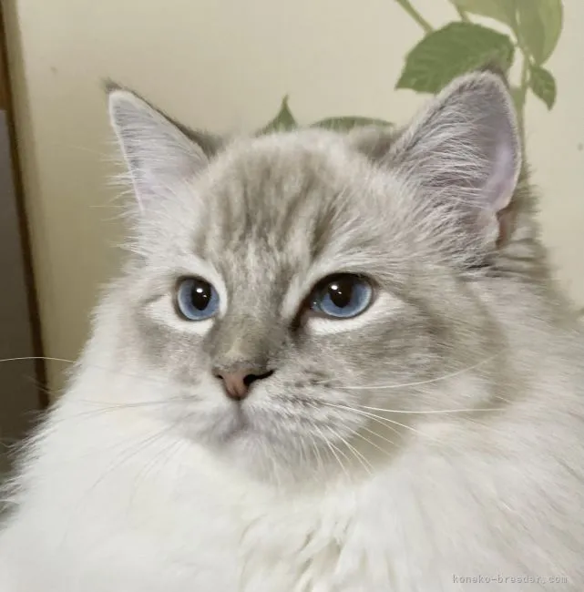 ID:2107-02541の子猫
