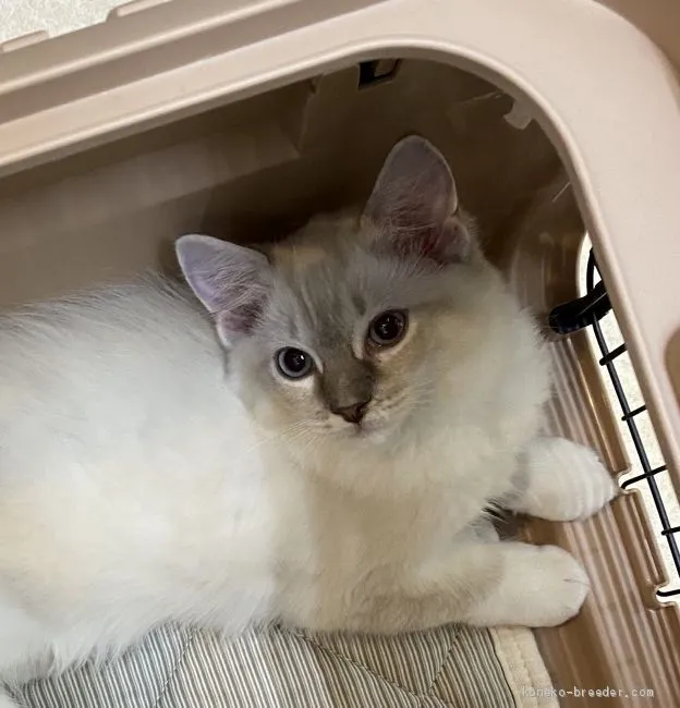 ID：2008-00608の子猫