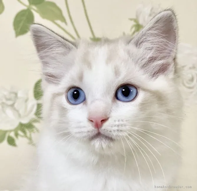 ID:2110-01790の子猫