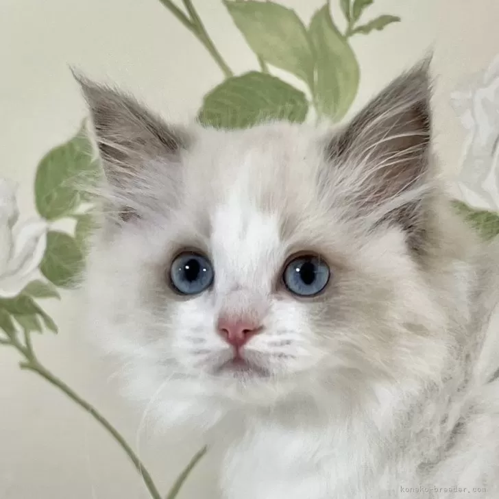ID：2405-02270の子猫