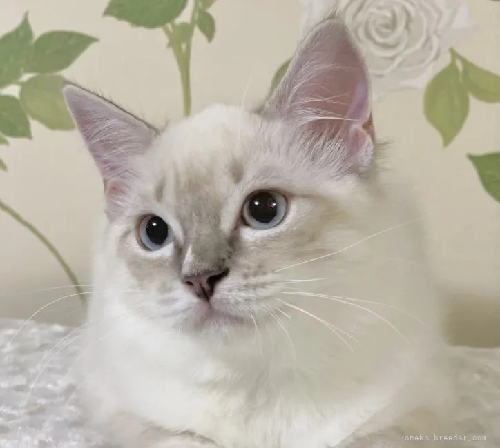 ID：2107-02545の子猫