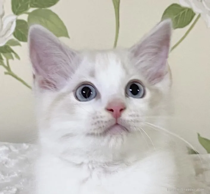 ID：2111-00655の子猫