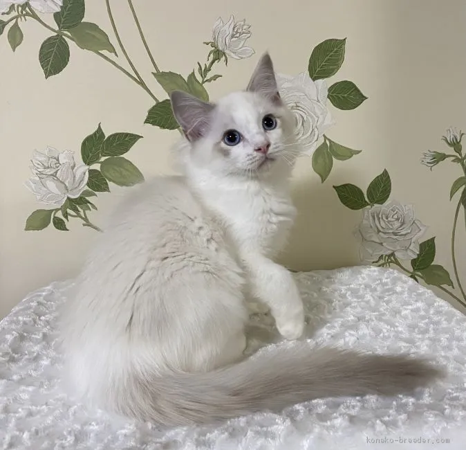 ID:2010-01089の子猫