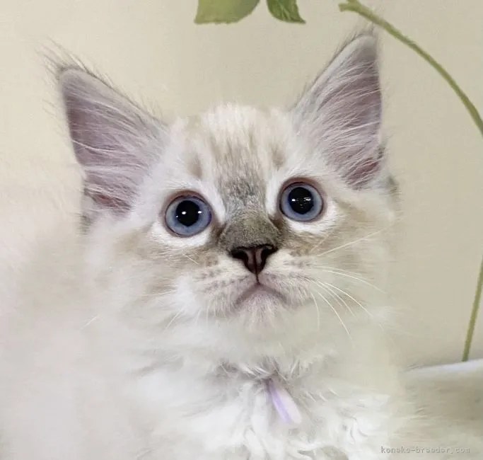 ID:2107-02537の子猫