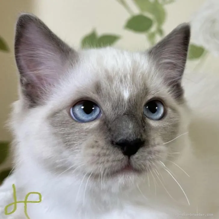 ラグドール【愛知県・男の子・2022年6月10日・ブルーポイントミテッド】の写真1