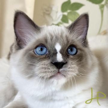 ラグドール【愛知県・男の子・2022年6月10日・ブルーポイントミテッド】の写真「💖猫とラブラブな生活を🥰希望される家族向き💖」