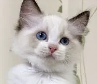 ラグドール【愛知県・女の子・2021年5月10日・シールポイントバイカラー】の写真1