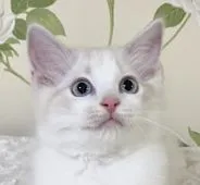 ラグドール【愛知県・女の子・2021年7月24日・ブルータビーポイントバイカラー】の写真1