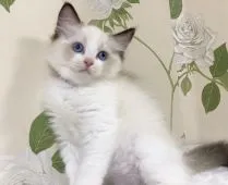 ラグドール【愛知県・女の子・2021年5月10日・シールポイントバイカラー】の写真2