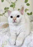 ラグドール【愛知県・男の子・2022年10月23日・】の写真2
