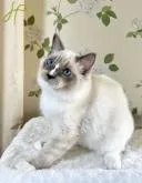 ラグドール【愛知県・男の子・2022年6月10日・ブルーポイントミテッド】の写真2