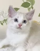 ラグドール【愛知県・女の子・2021年7月24日・ブルータビーポイントバイカラー】の写真3