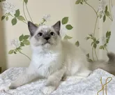 ラグドール【愛知県・男の子・2022年6月10日・ブルーポイントミテッド】の写真3