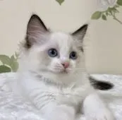 ラグドール【愛知県・女の子・2021年5月10日・シールポイントバイカラー】の写真4