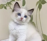 ラグドール【愛知県・女の子・2021年5月10日・シールポイントバイカラー】の写真5