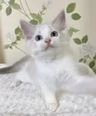 ラグドール【愛知県・女の子・2021年7月24日・ブルータビーポイントバイカラー】の写真5