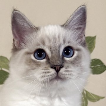 ラグドール【愛知県・女の子・2025年6月30日・ブルータビーポイントミテッド】の写真「💖優しい顔立ちの女の子」