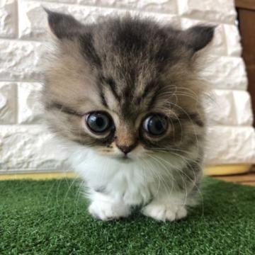 ミヌエット(短足)【佐賀県・女の子・2022年6月12日・ブラウンマッカレルタビー&ホワイト（ロング）】の写真「とっても可愛い女の子」