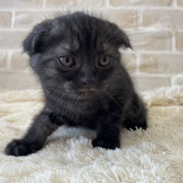 スコティッシュフォールド(折れ耳)【佐賀県・男の子・2024年4月8日・ブラックスモーク】の写真「ブラックスモークの男の子」
