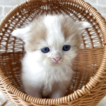 スコティッシュフォールド(立ち耳)【佐賀県・男の子・2025年10月1日・レッドタビー&ホワイト（ロング）】の写真「とっても可愛い男の子(*^_^*)」