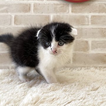 スコティッシュフォールド(折れ耳)【佐賀県・男の子・2025年10月8日・ブラック&ホワイト（ロング）】の写真「とっても可愛い男の子(*^_^*)」