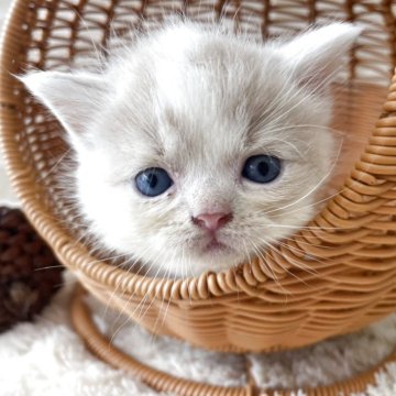 スコティッシュフォールド(立ち耳)【佐賀県・男の子・2025年10月1日・クリームタビー&ホワイト】の写真「とっても可愛い男の子(*^_^*)」