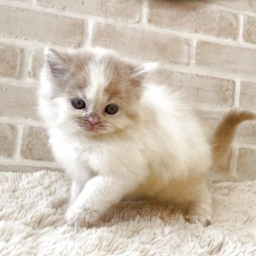 スコティッシュフォールド(立ち耳)【佐賀県・男の子・2025年10月8日・クリームタビー&ホワイト（ロング）】の写真「とっても可愛い男の子♡」