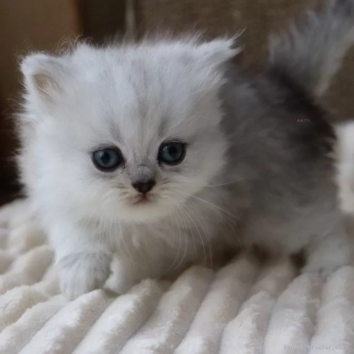 Y.U 様のお迎えした子猫