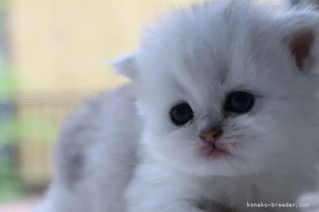ながり 様のお迎えした子猫