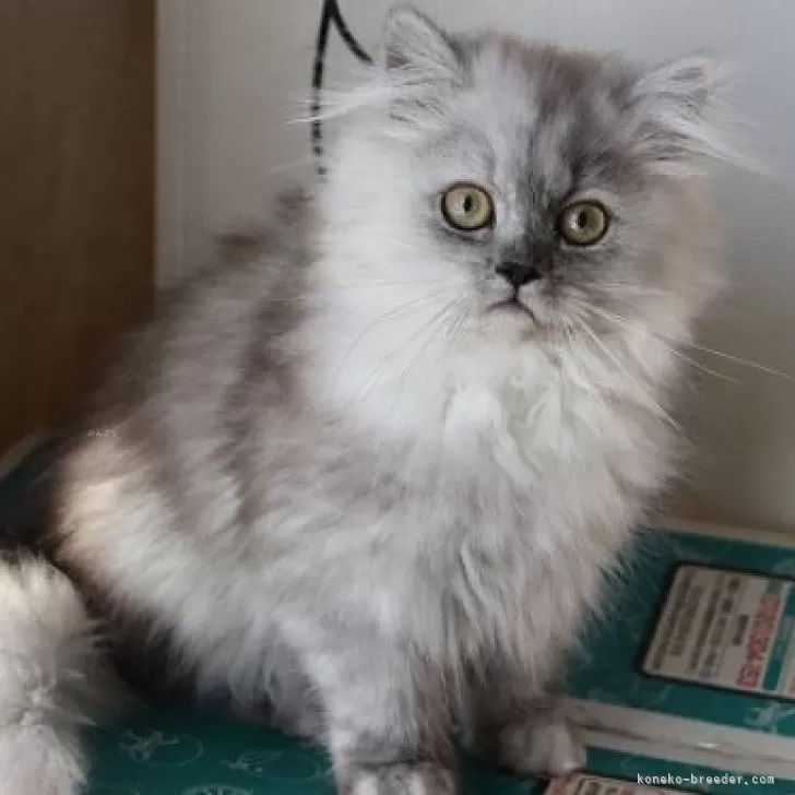 ID:2310-01437の子猫