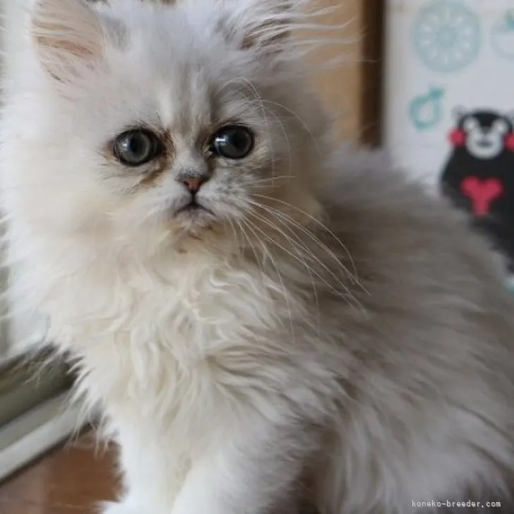 ID:2304-00833の子猫