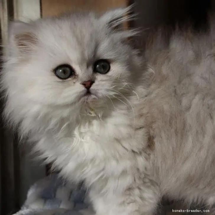 ID：2302-01663の子猫