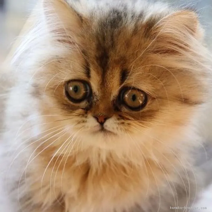 ID:2210-02112の子猫
