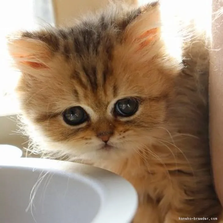ID:2210-02111の子猫