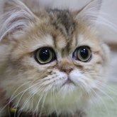 ペルシャ(チンチラ)
