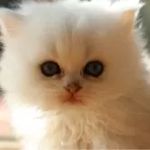 ペルシャ(チンチラ)【福岡県・女の子・2024年9月22日・シェルカメオ】の写真1「離乳食始めました」