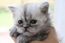 ペルシャ【福岡県・男の子・2022年3月22日・ブルー】の写真1