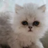 ペルシャ(チンチラ)【福岡県・女の子・2022年5月10日・綺麗なシルバーです。】の写真1