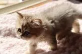 ペルシャ【福岡県・男の子・2022年9月5日・チンチラゴールデン】の写真4