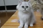 ペルシャ(チンチラ)【福岡県・男の子・2024年7月20日・チンチラシルバー】の写真5「目が大きい！」