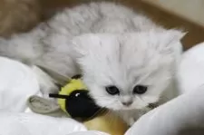 ペルシャ(チンチラ)【福岡県・女の子・2025年11月11日・チンチラシルバー】の写真15